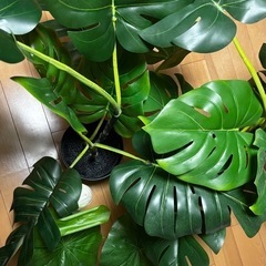 【引渡先決定】IKEA フェイカ　3点セット　フェイクグリーン