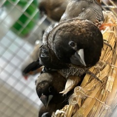 鳥さん達