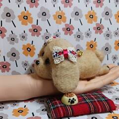 まったり－　お腹すいたよ　後ろ姿の可愛いダックスちゃん　羊毛の画像