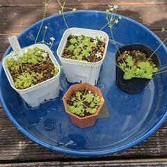 リュウキュウコザクラ  植物