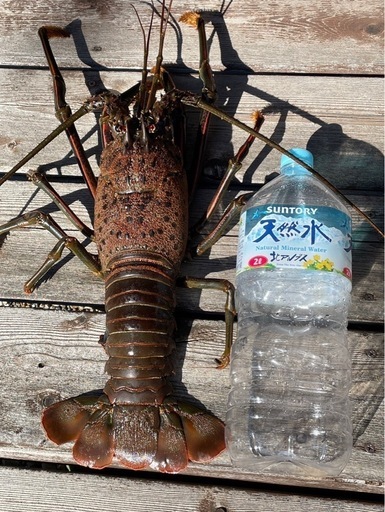 刺身、エビフライ、海老チリ