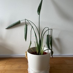【お譲り先決まりました！】観葉植物 5点セット まとめてお譲りしますの画像