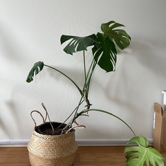 【お譲り先決まりました！】観葉植物 5点セット まとめてお譲りしますの画像