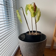 【お譲り先決まりました！】観葉植物 5点セット まとめてお譲りしますの画像