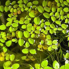 アクアリウム用　サンショウモ　欲しいだけ持って行って下さいの画像