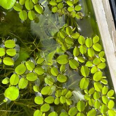 アクアリウム用　サンショウモ　欲しいだけ持って行って下さいの画像