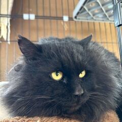 甘えん坊の真っ黒もふもふオス猫くん