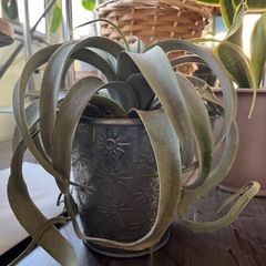 造花　鉢付き