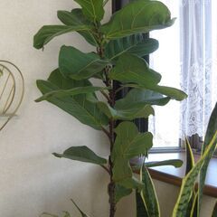 大型観葉植物♡フィカスバンビーノ（柏葉ゴム）150ｃｍ鉢カバー付きの画像