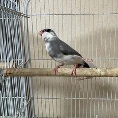 文鳥（オス・メス）引き取り先募集 − 東京都
