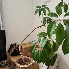 観葉植物