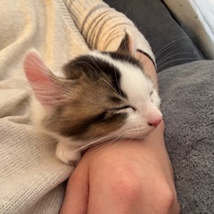 【急募】猫里親　アメリカンカールと白キジのハーフです。 白黒と白...