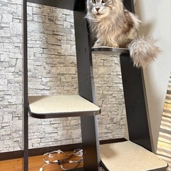 キャットタワー