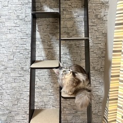 キャットタワーの画像