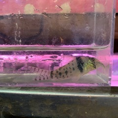CO.SP.BONITA  珍しいコリドラスです12,000円で...
