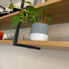 観葉植物3点セット　ポトス　アロマティカス　
ペペロミア