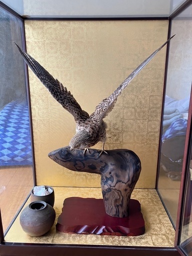 はやぶさの剥製