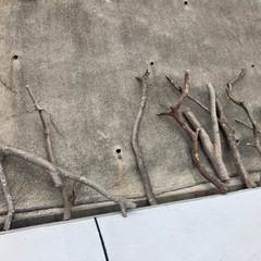 薪、木、伐採木