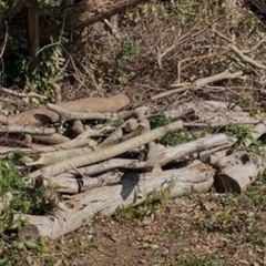 薪、木、伐採木の画像