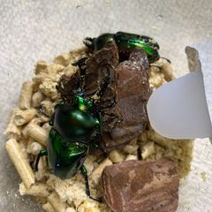 ニジイロクワガタ　幼虫