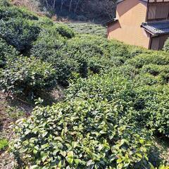古民家DIY, 茶畑作業　ワークショップメンバー募集