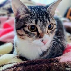 里親さま決定！ マスクと靴下を履いた猫♡
