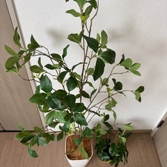 【お譲り先
決まりました】フェイクツリーの画像