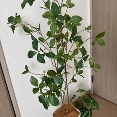 【お譲り先
決まりました】フェイクツリーの画像