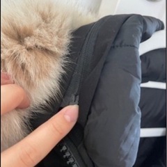 カナダグース レディース ダウンの画像