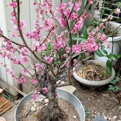 紅梅鉢植え