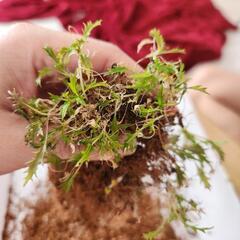お花、苗、に詳しい方至急助けてください!!