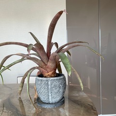 観葉植物あげます