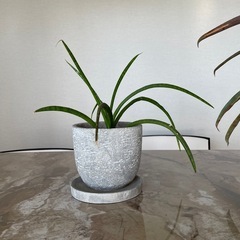 観葉植物あげます