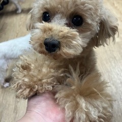 里親募集中☆ポテト♂