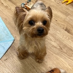 里親募集中☆ツキちゃん　♀ − 奈良県