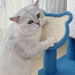 キャットタワーの画像
