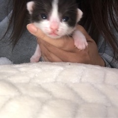 この子達の里親を探しております。 - 下北郡