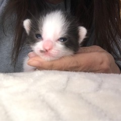 この子達の里親を探しております。 - 猫