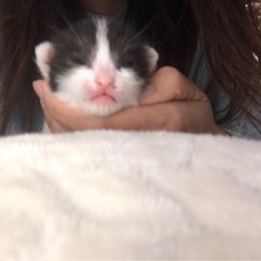 この子達の里親を探しております。 - 里親募集