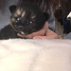 この子達の里親を探しております。