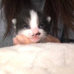 この子達の里親を探しております。 − 青森県