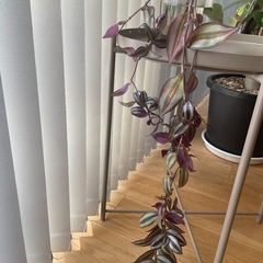 セブリナ　水挿し　2本セット！観葉植物　新生活