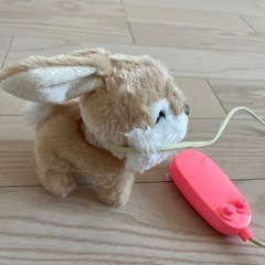 動くうさぎの画像