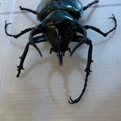 アトラスオオカブト　オス単