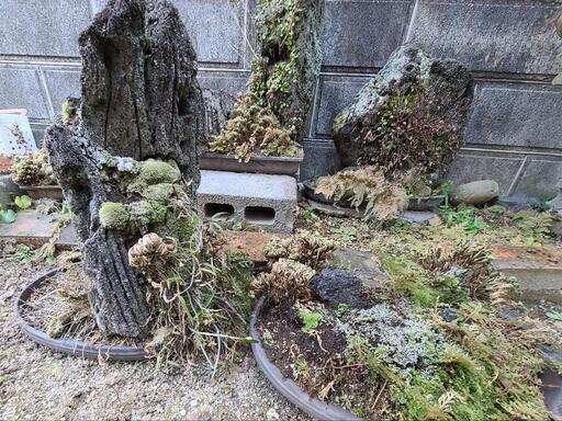 ◆　石鉢盆栽　山野草　苔玉盆栽　龍岩石\n
