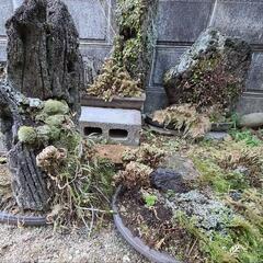 ◆　石鉢盆栽　山野草　苔玉盆栽　龍岩石
