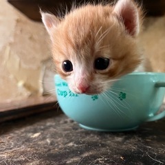 2月に生まれた子猫5匹います