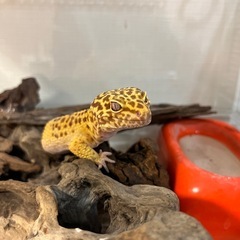 🦎