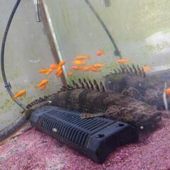 古代魚好き集まれ