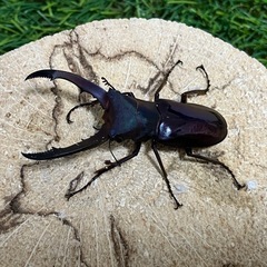 【パープル】メタリフェルホソアカクワガタ　♂単品①